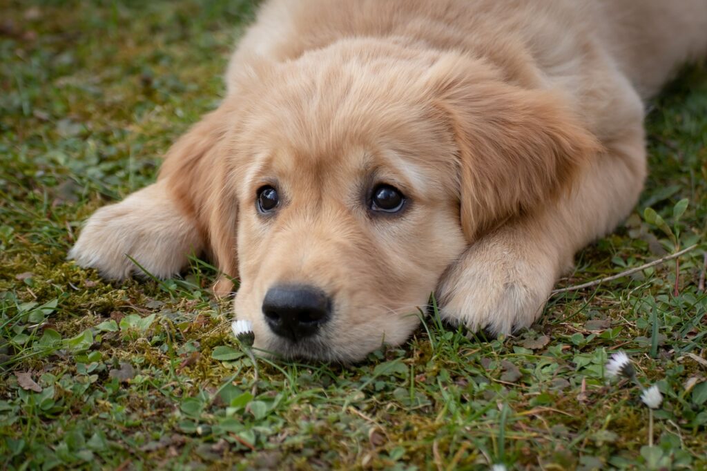 Golden Retriever Dogs For Adoption In 2022